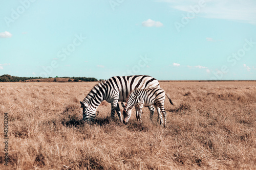 Beautiful pregnant zebra and cute baby are walking along the steppe and eating grass on sunny day. Wild horse in the reserve