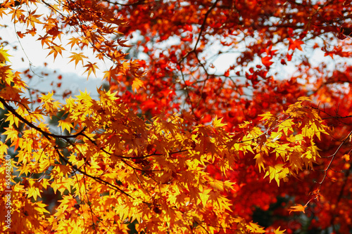 Tree full of red  orange and yellow maple leaves in autumn fall season  in Kyoto  Japan