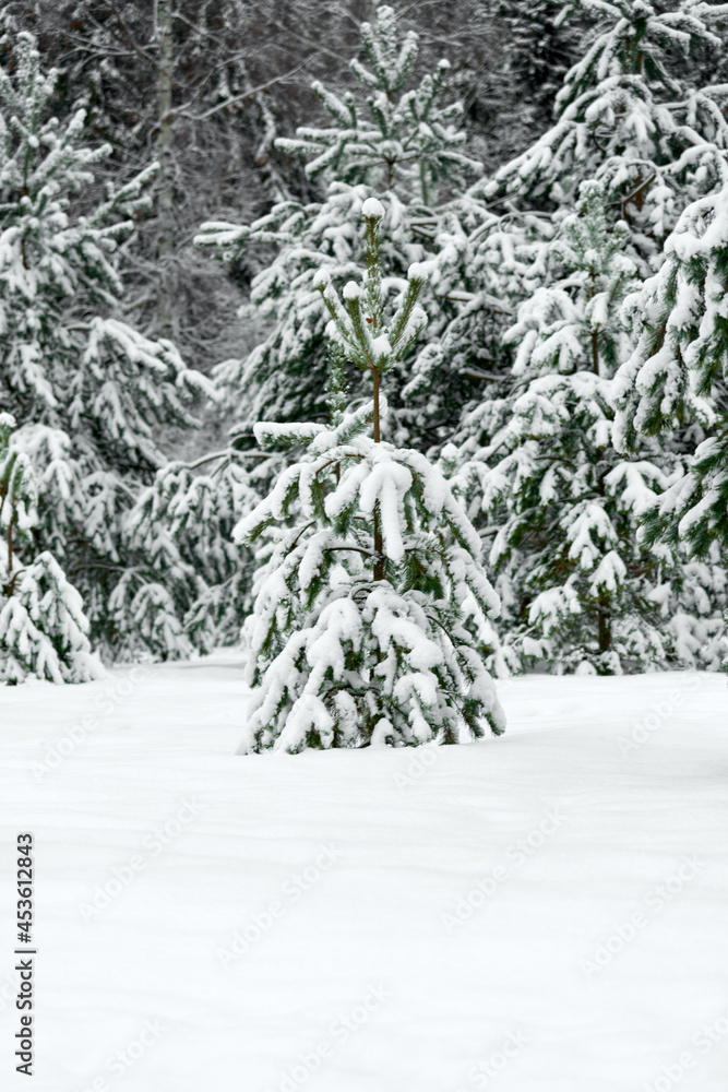 Eevergreen spruce trees covered with fresh snow. Winter background. Eevergreen spruce trees covered with fresh snow. Winter background.