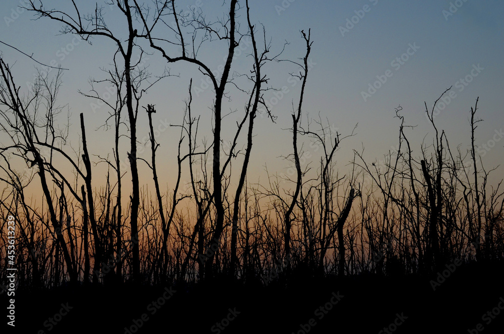 Fototapeta premium Dead tree abstract silhouette on nature background.