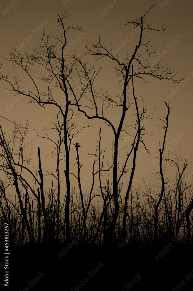 Obraz premium Dead tree abstract silhouette on nature background.