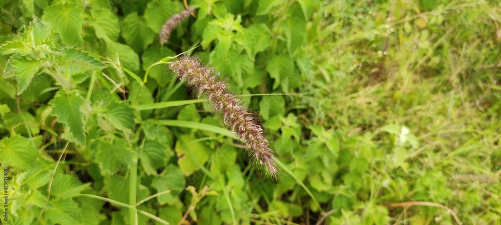 caterpillar on a grass caterpillar on a grass