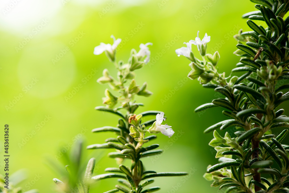 Rosemary flowers and green leaves on nature background.