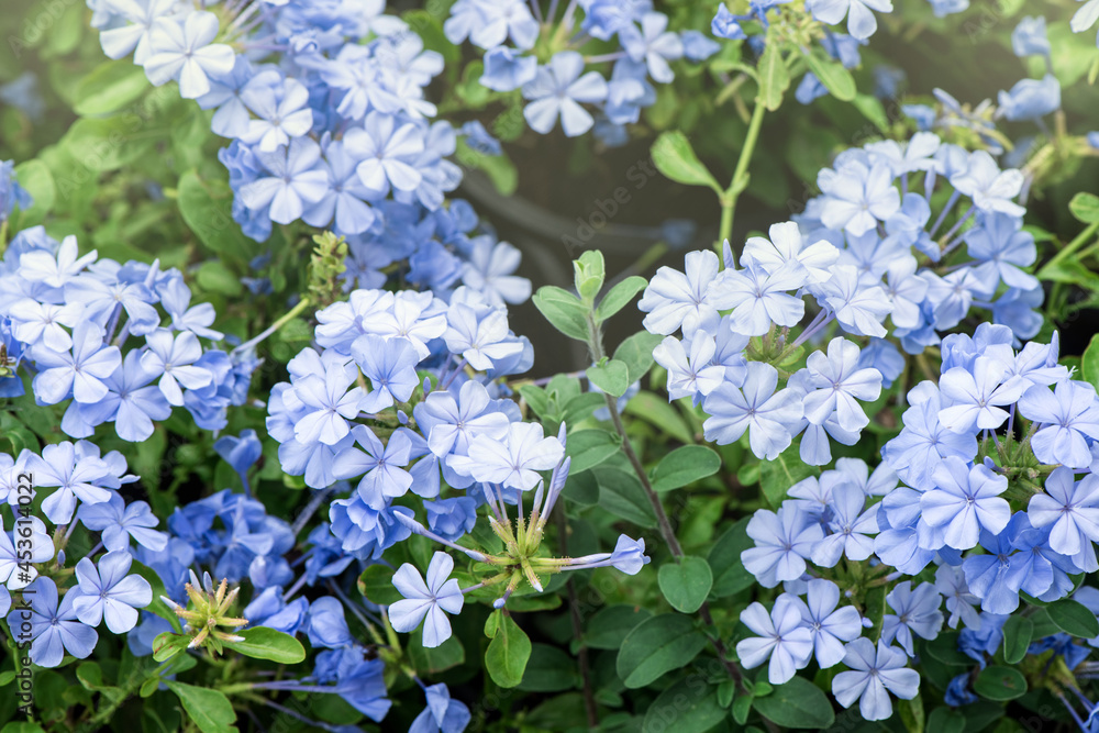 Plumbago auriculata flowers and trees on nature background. Plumbago auriculata flowers and trees on nature background.