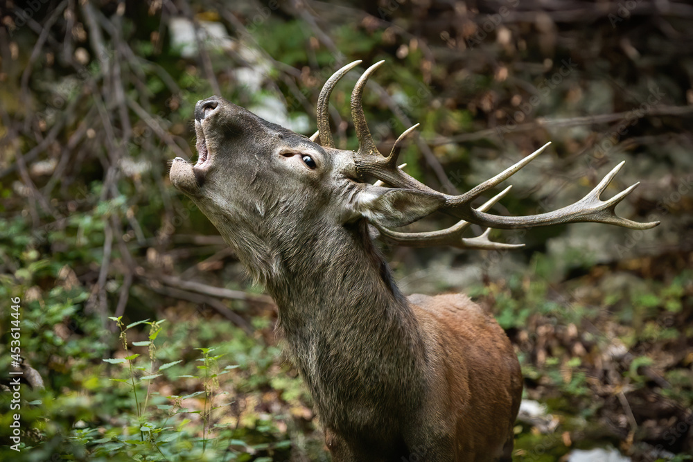 Red deer, cervus elaphus, roaring in fresh autumn forest in close-up. Young antlered male bellowing in woodland in fall. Portrait of juvenile stag calling in wilderness. Red deer, cervus elaphus, roaring in fresh autumn forest in close-up. Young antlered male bellowing in woodland in fall. Portrait of juvenile stag calling in wilderness.