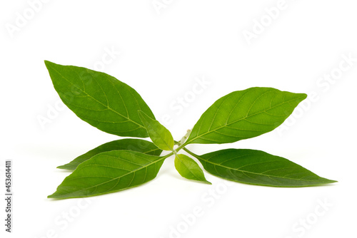White crane branch green leaves isolated on white background.