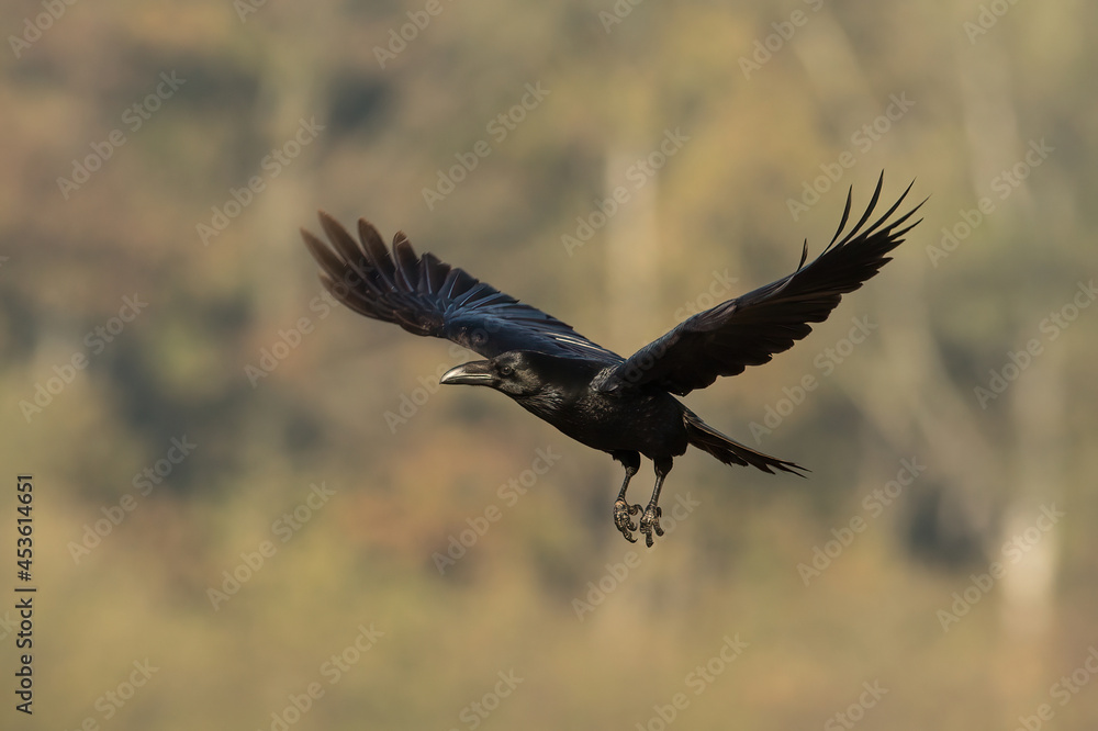 Fototapeta premium Common raven, corvus corax, flying in autumn nature with blurred background. Dark feathered animal in flight in fall. Black crow with spread wings in orange wilderness.