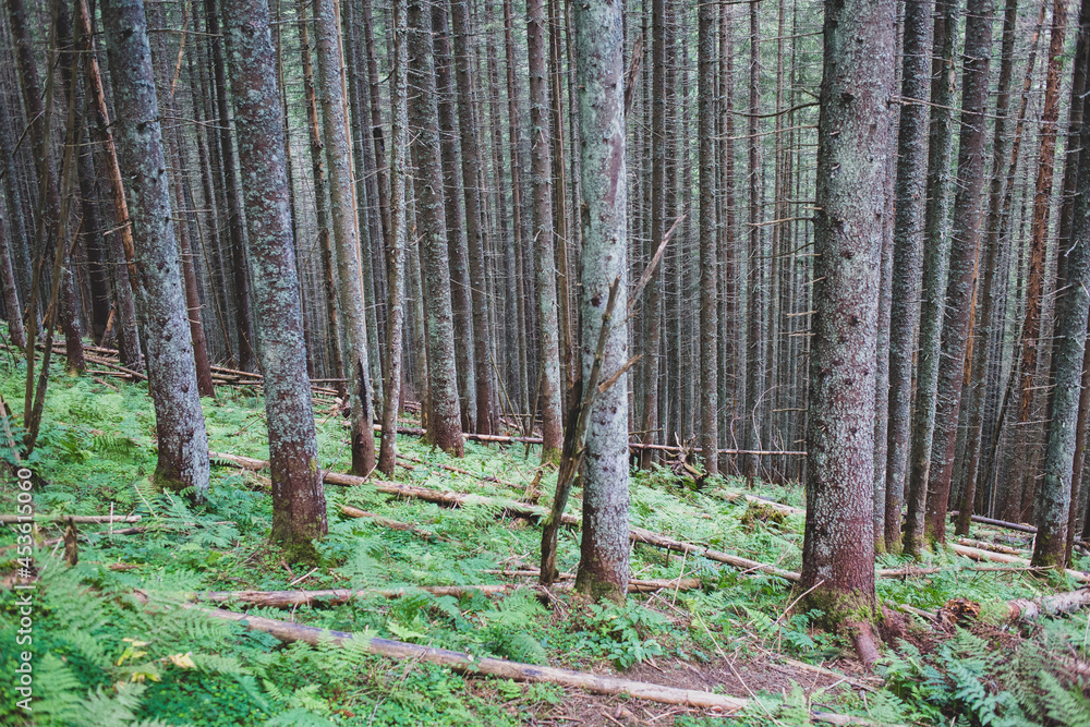 Naklejka premium Spruces in the coniferous forest, abandoned trail, wild Carpathians environment
