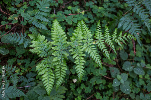 Green fern on a background of green plants in the coniferous forest  Carpathians