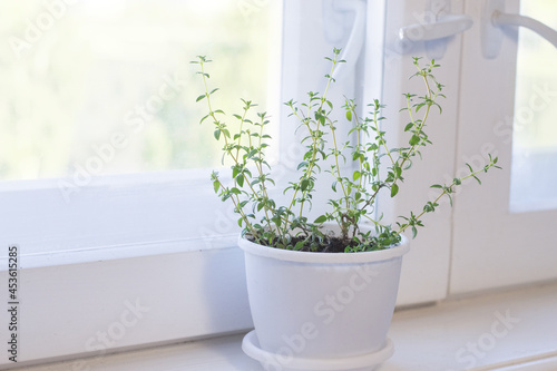 Growing of thyme on window sill