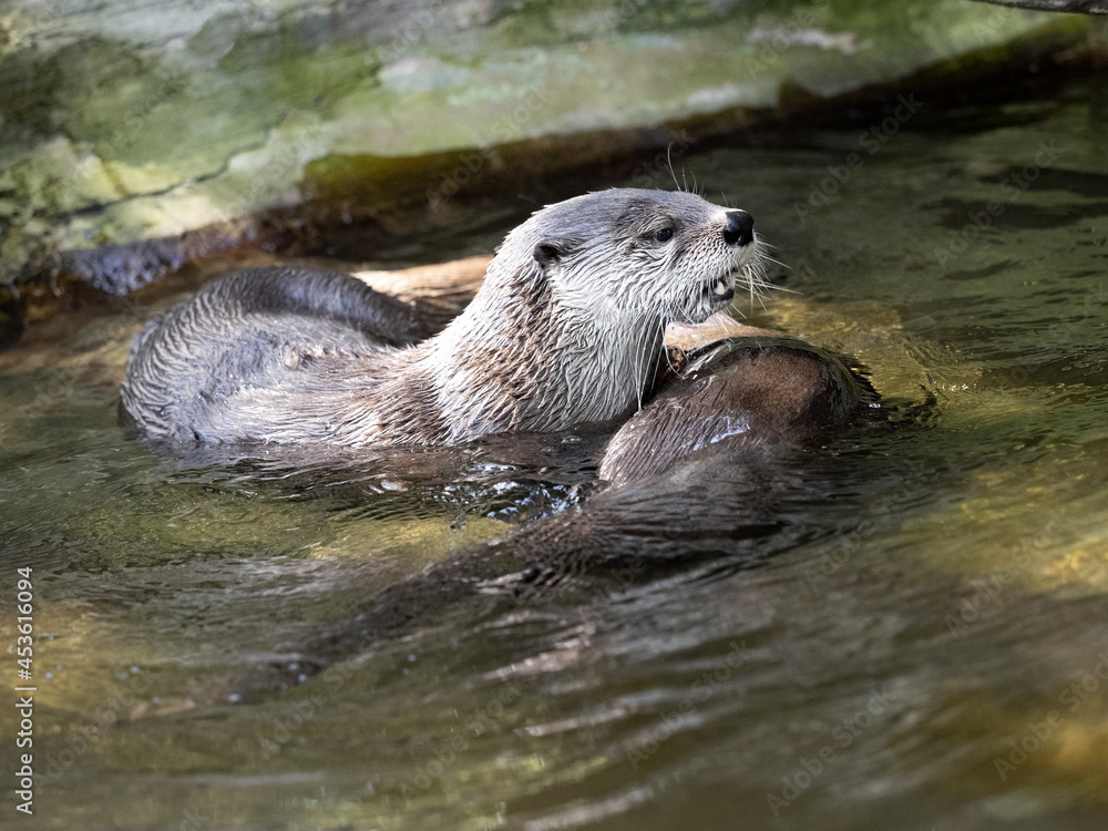 Two Canadian Otter, Lutra Canadensis, play in the water Two Canadian Otter, Lutra Canadensis, play in the water