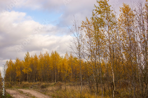 Landscape with a northern swamp in late autumn.