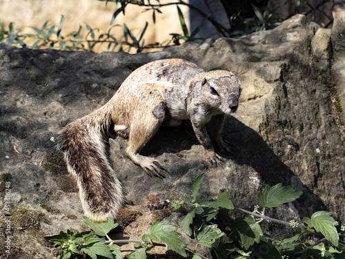 South African Ground Squirrel  Xerus Inauris  sitting on a large boulder  has a spread a bushy tail