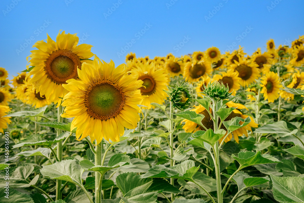 The bright yellow of sunflower with green leaf against a blue sky background