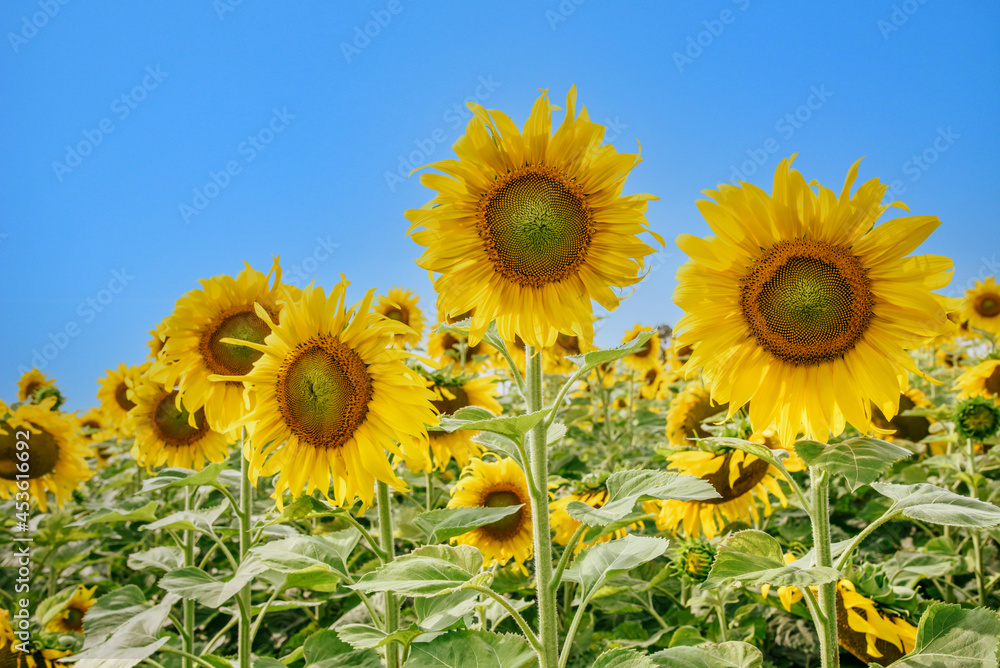 The bright yellow of sunflower with green leaf against a blue sky background