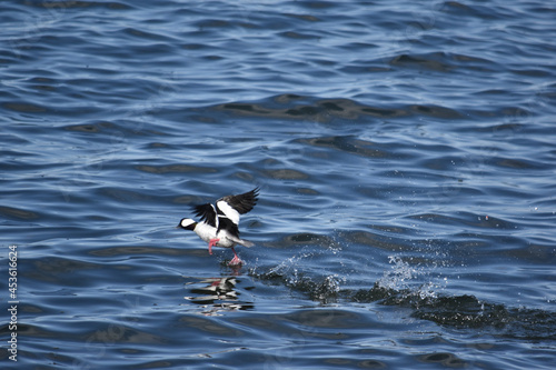 Drake bufflehead running along the water to take flight