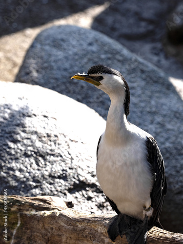 Little Pied Cormorant, Phalacrocorax Melanoleucus, is a small kind of cormor with black head and sharp ending of the beak.