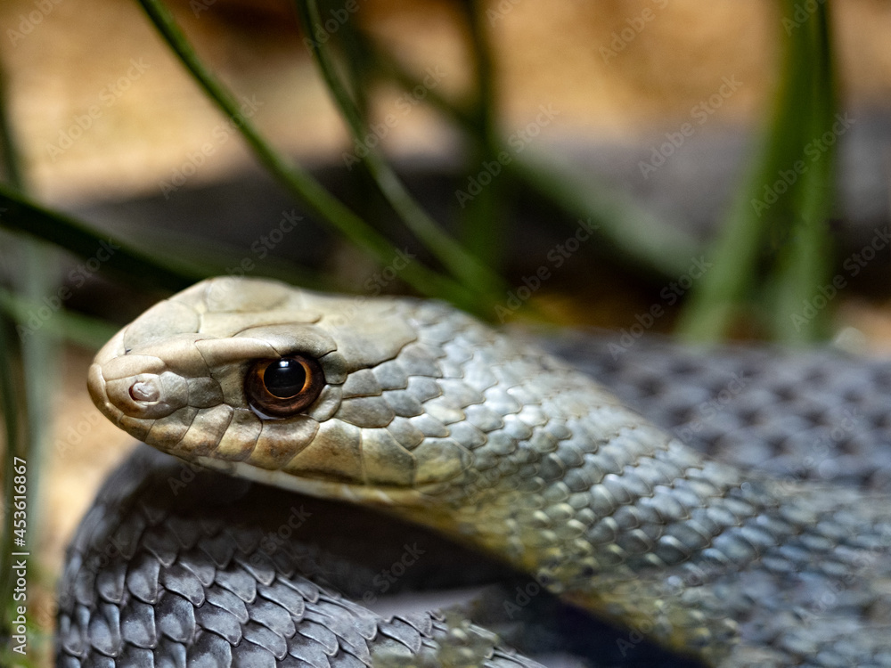Fototapeta premium Montpellier Snake, Malpolon Monspessulanus, has rear poison teeth and little effective poison.