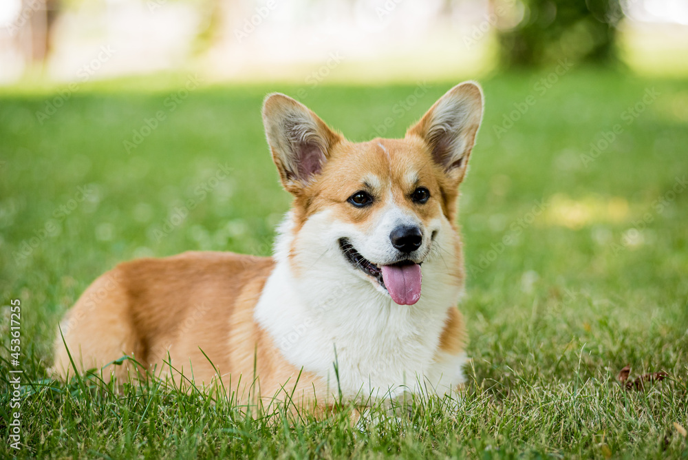Portrait of Welsh corgi pembroke in the city park Portrait of Welsh corgi pembroke in the city park