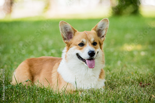 Portrait of Welsh corgi pembroke in the city park