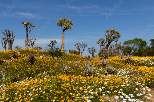 Multi-color, bright wild flowers and quiver trees of late autumn and spring  in Namaqualand, South Africa photo
