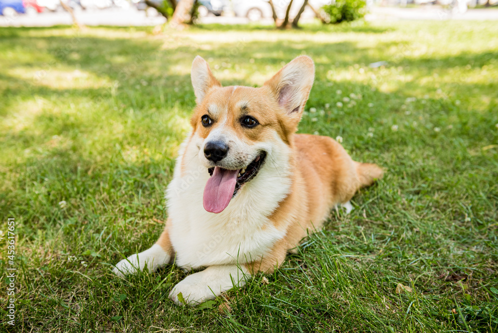 Portrait of Welsh corgi pembroke in the city park