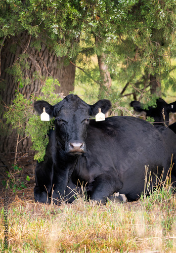 Shady Cow