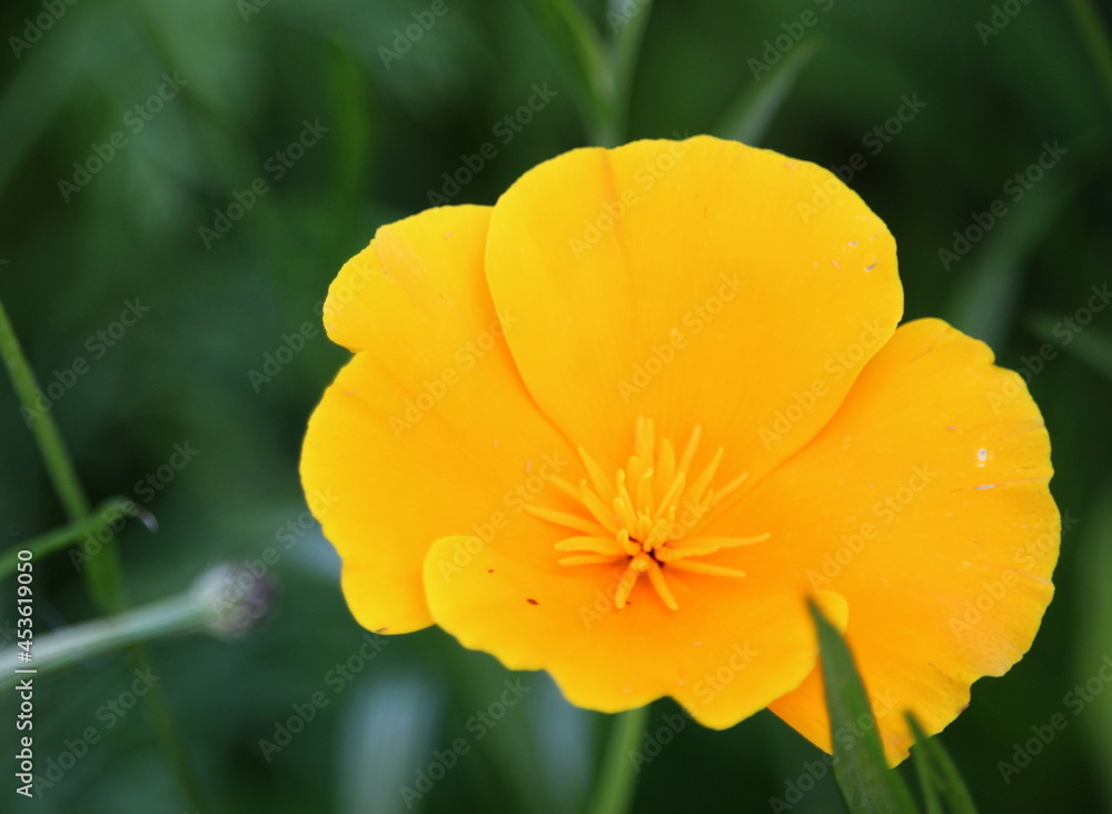 A photograph of a beautiful yellow California poppy wild flower in a natural garden A photograph of a beautiful yellow California poppy wild flower in a natural garden