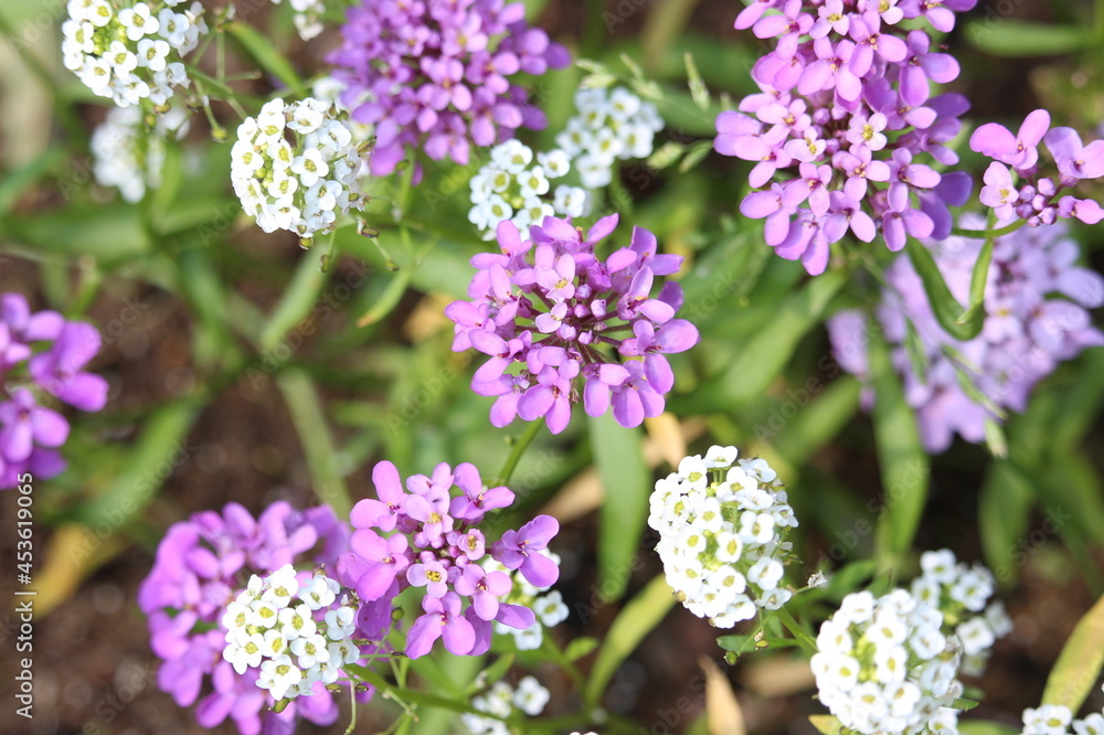 A photograph of delicate purple and white wild flowers in a natural garden A photograph of delicate purple and white wild flowers in a natural garden