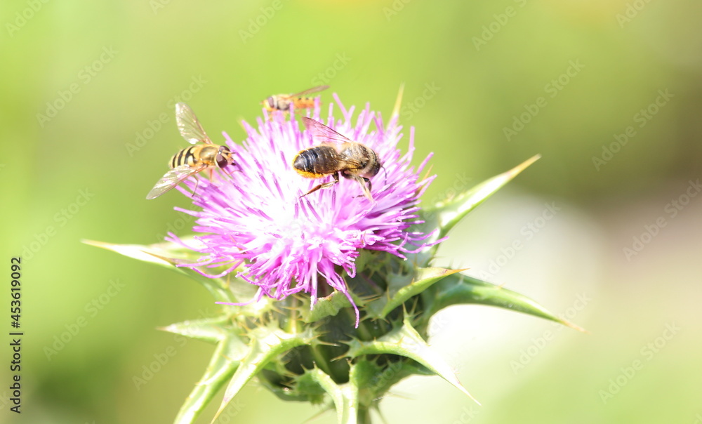A photograph of honeybees on a beautiful purple brassica flower in a natural garden A photograph of honeybees on a beautiful purple brassica flower in a natural garden