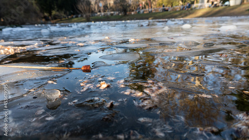 Plants on the banks of a frozen pond. Details of the winter nature. Closeup