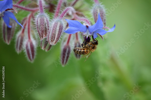 A photograph of a honeybee on a blue borage wild flower in a natural garden