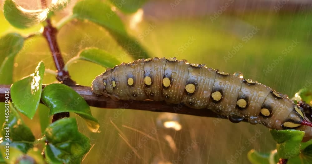 Caterpillar Bedstraw Hawk Moth crawls on a branch during the rain. Caterpillar (Hyles gallii) the bedstraw hawk-moth or galium sphinx, is a moth of the family Sphingidae. Caterpillar Bedstraw Hawk Moth crawls on a branch during the rain. Caterpillar (Hyles gallii) the bedstraw hawk-moth or galium sphinx, is a moth of the family Sphingidae.