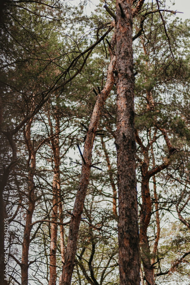 Fototapeta premium trees in the forest