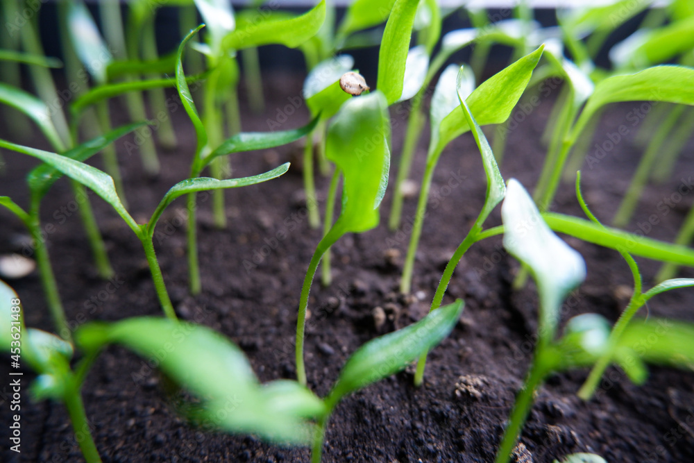 Green little seedlings. Garden and garden. Green little seedlings. Garden and garden.