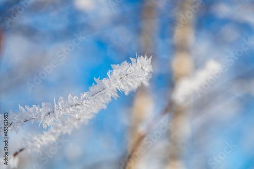 Selective focus. Close-up view of birch tree branch covered with hoarfrost. Frost looks like ice crystals. Winter weather forecast theme. © Андрей Рыков