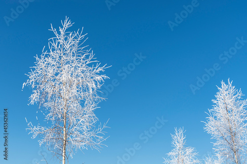 Beautiful winter landscape. Birch tree with branches covered with hoarfrost against clear blue sky. Trees appears white due to snow. Copy space for your text. Beauty in nature theme. 
