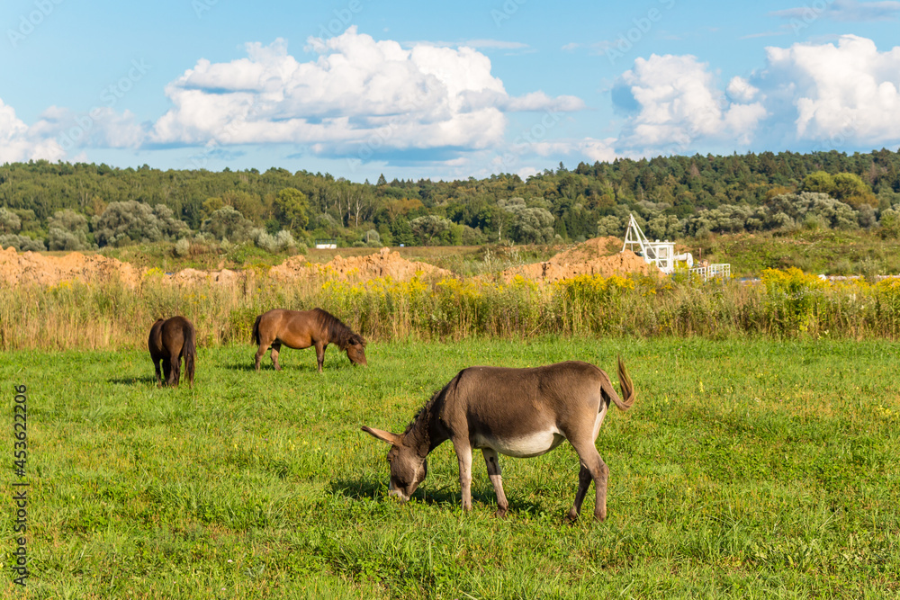 Fototapeta premium Donkey and horses grazing on green meadow, rural landscape