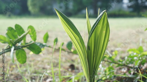 grass in spring