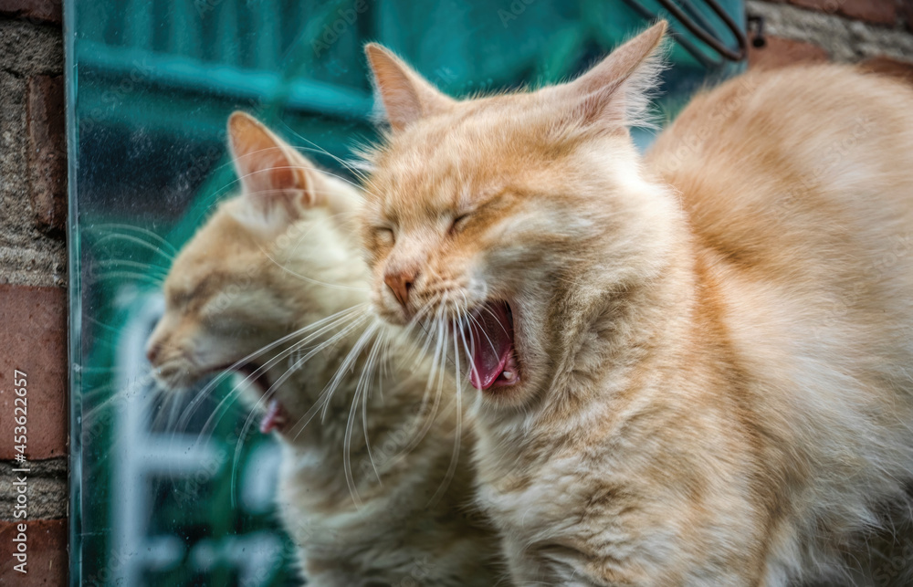 Funny yawning ginger cat in front of the mirror Funny yawning ginger cat in front of the mirror