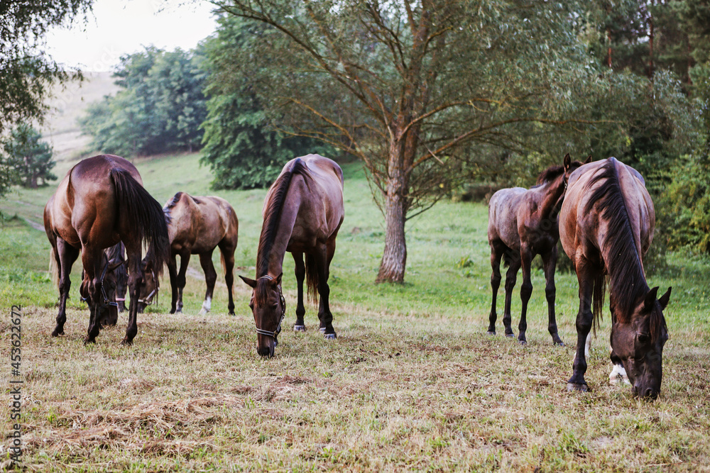 horses on the field between the hills 