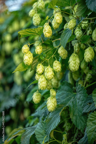 Fresh summer hop cones and leaves