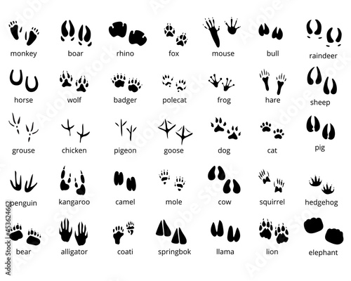 Animal footprints bundle