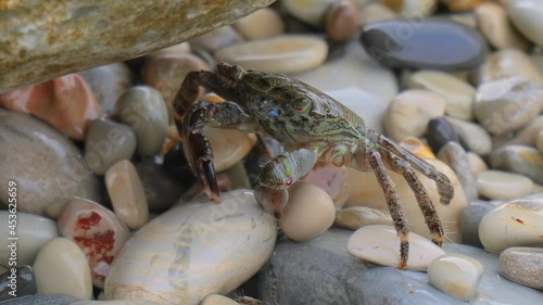 Pachygrapsus marmoratus is a species of crab, sometimes called the marbled rock crab or marbled crab, which lives in the Black Sea, the Mediterranean Sea and parts of the Atlantic Ocean. photo