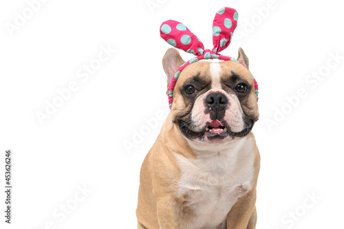 Cute french bulldog wear headband isolated on white background, pets © kwanchaichaiudom