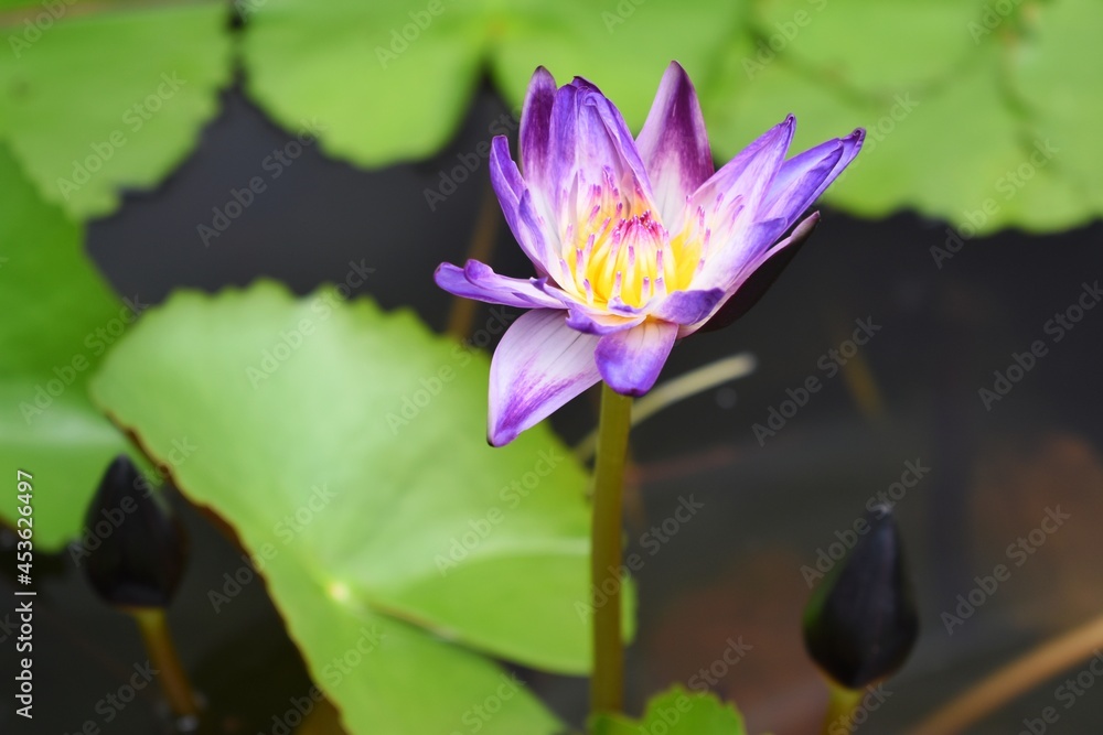 Purple white lotus in the pond, The lotus flower is one of the flowers that people are popular around the world. Purple white lotus in the pond, The lotus flower is one of the flowers that people are popular around the world.