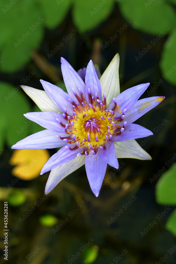 Blue lotus (blue Egyptian lotus or also blue water lily or blue Egyptian water lily), a water lily in the genus Nymphaea. It was known to the Ancient Egyptian civilizations. Blue lotus (blue Egyptian lotus or also blue water lily or blue Egyptian water lily), a water lily in the genus Nymphaea. It was known to the Ancient Egyptian civilizations.