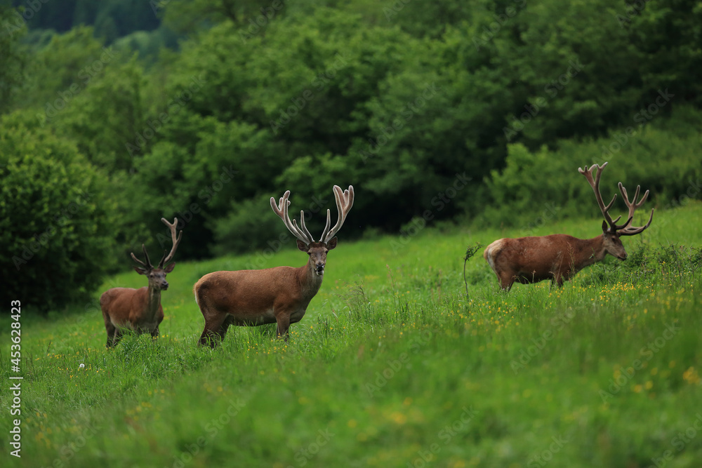 Naklejka premium Tree red deers