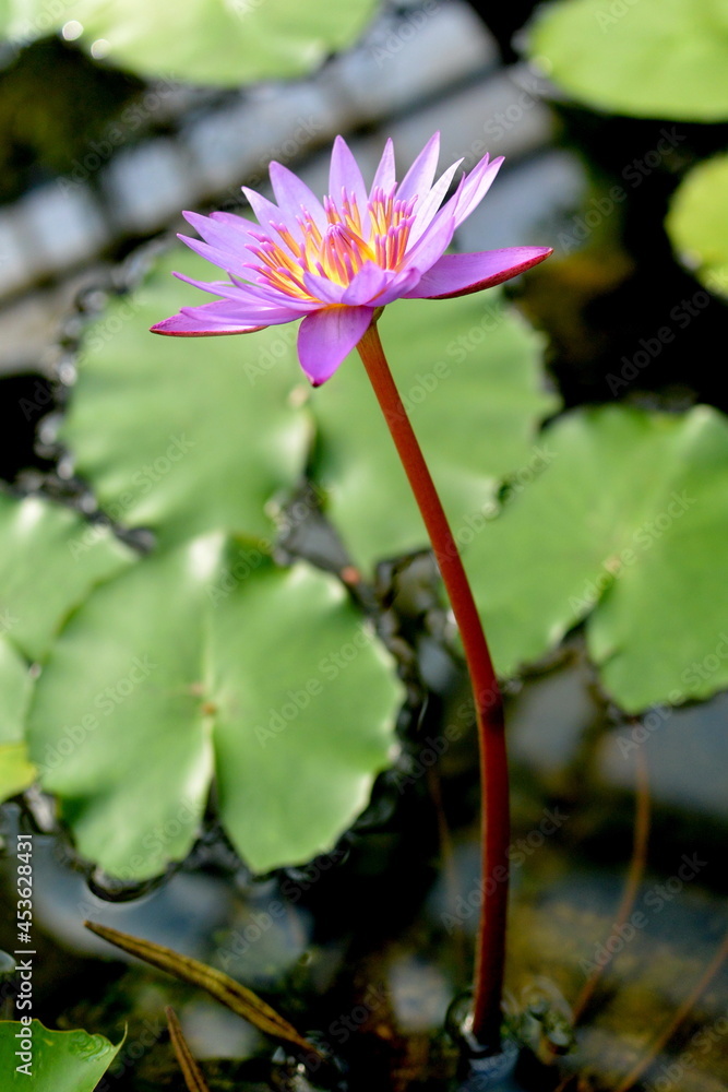 Blue lotus (blue Egyptian lotus or also blue water lily or blue Egyptian water lily), a water lily in the genus Nymphaea. It was known to the Ancient Egyptian civilizations. Blue lotus (blue Egyptian lotus or also blue water lily or blue Egyptian water lily), a water lily in the genus Nymphaea. It was known to the Ancient Egyptian civilizations.