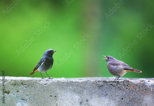 Black redstart male with baby